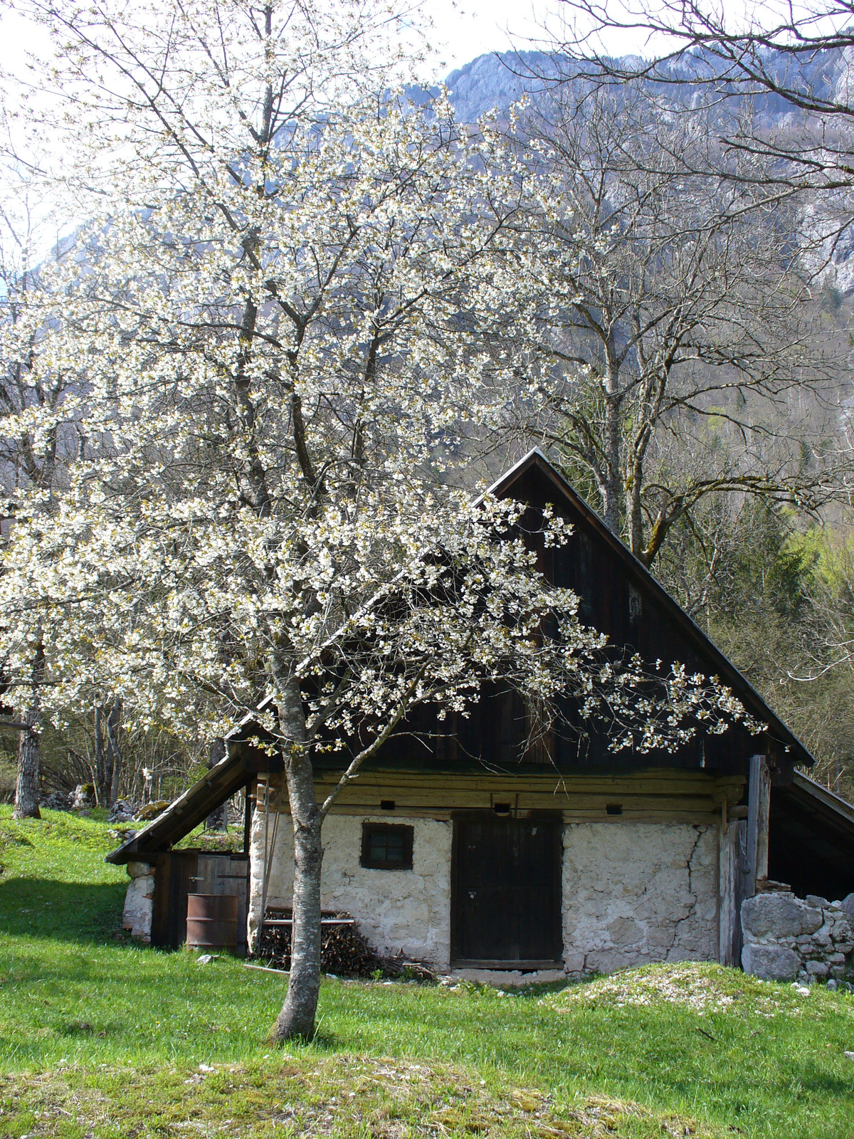 Bohinj