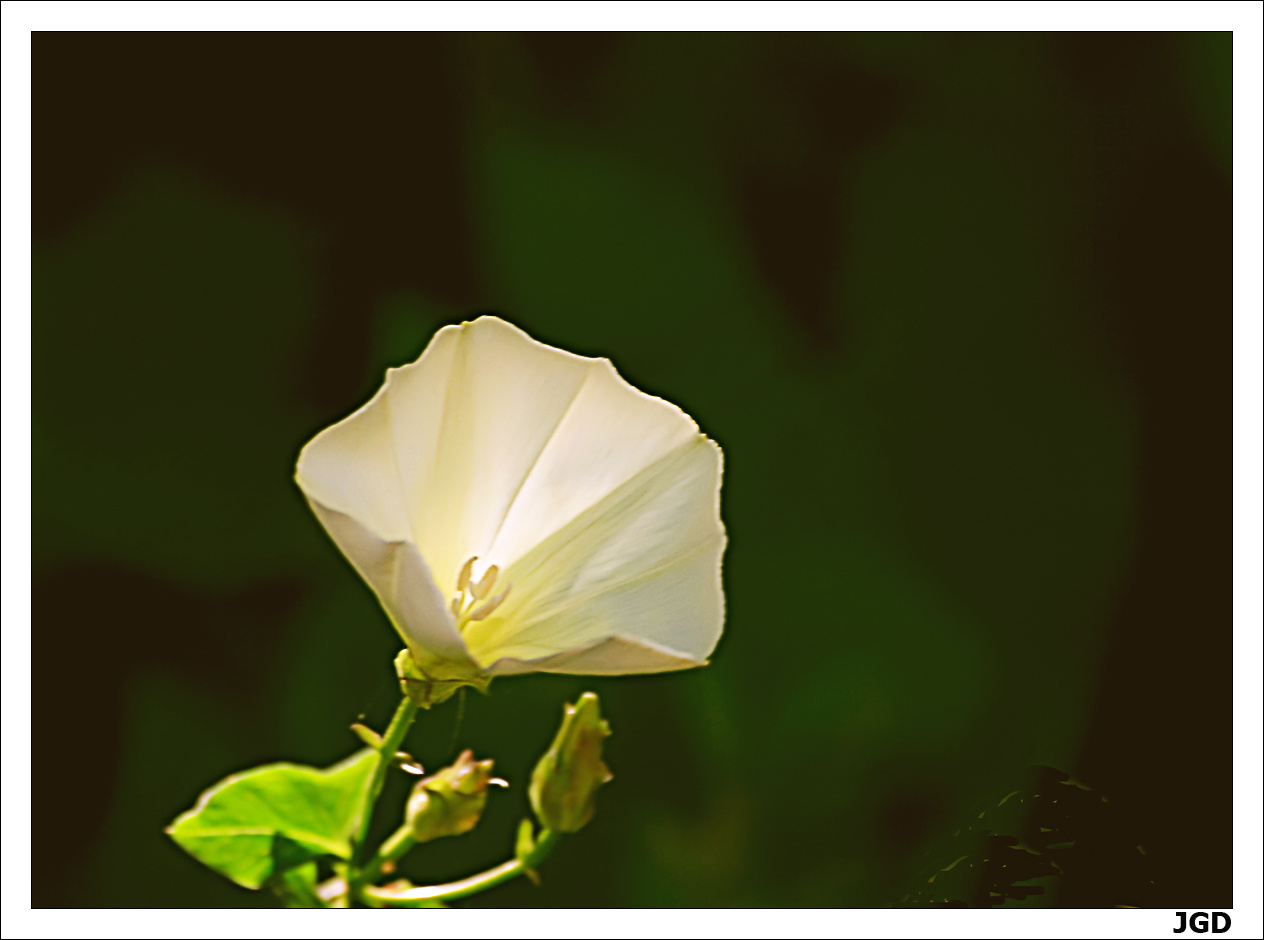 Convolvulus arvensis