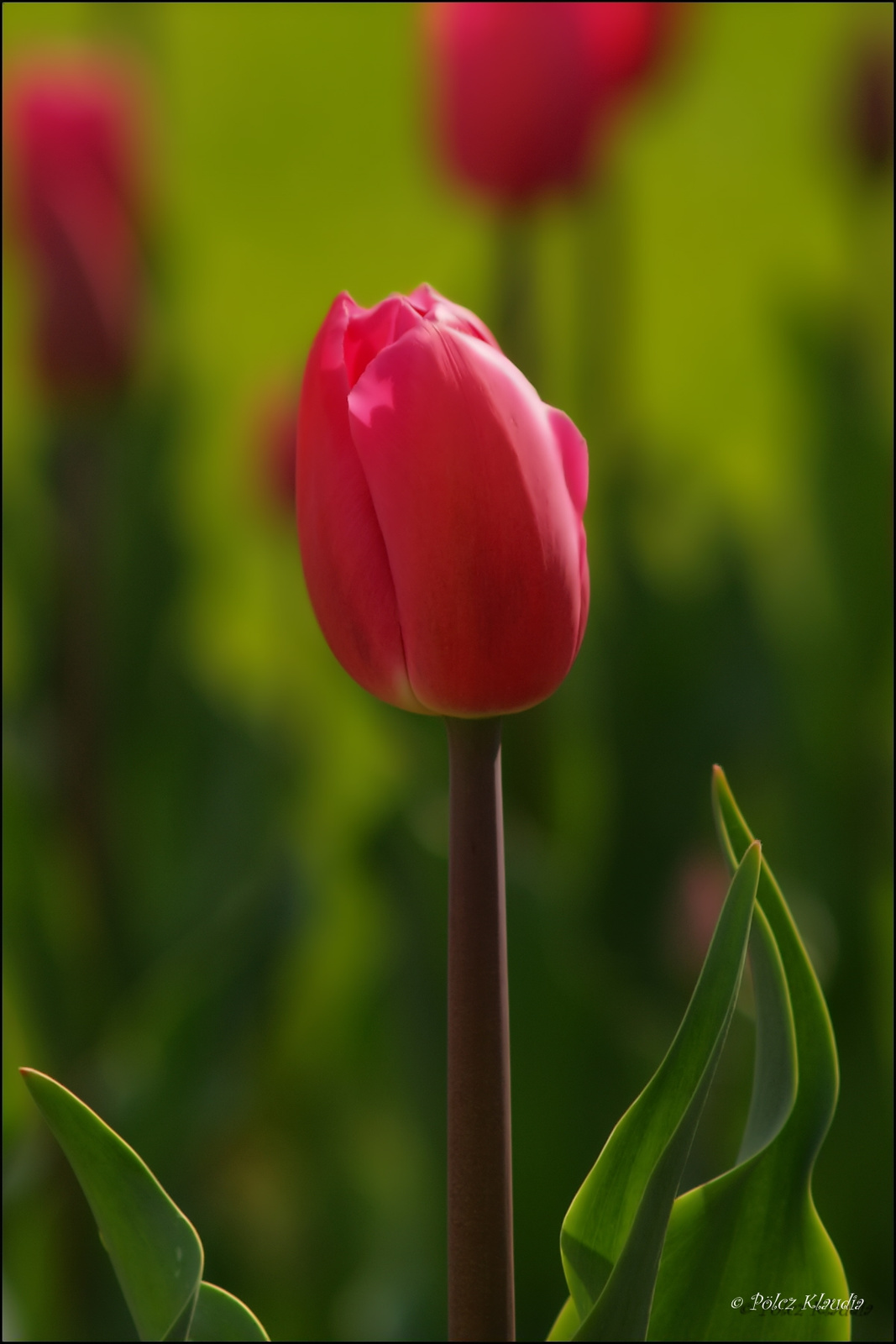 tulip (2)