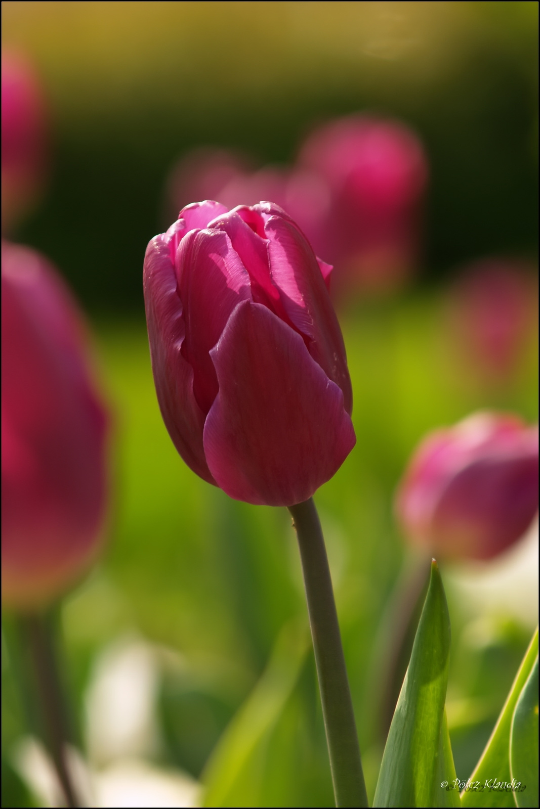 tulip (5)
