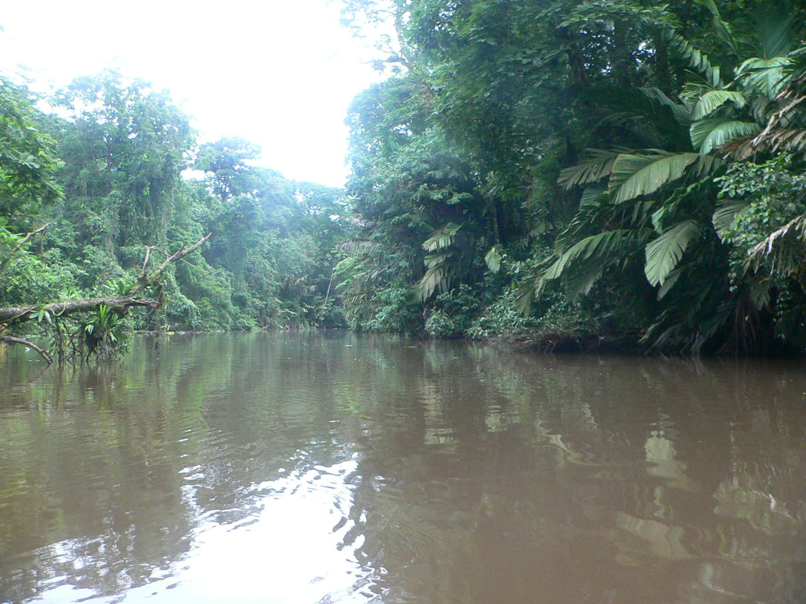 az esőerdő (CR)