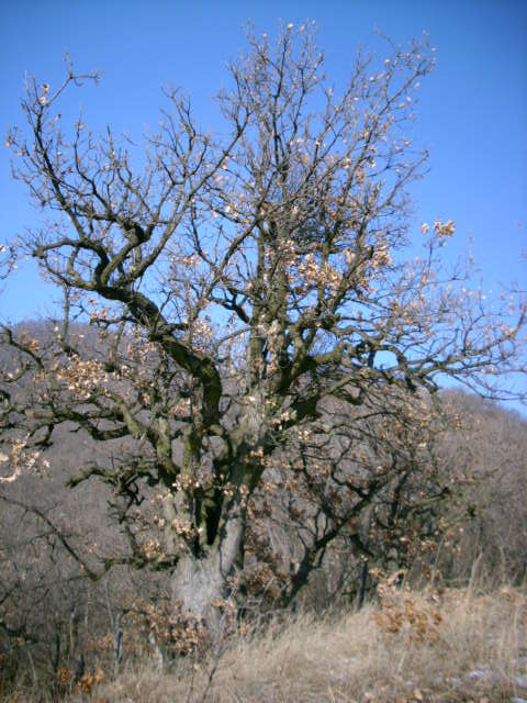 2009 Jan. A természet műremeke