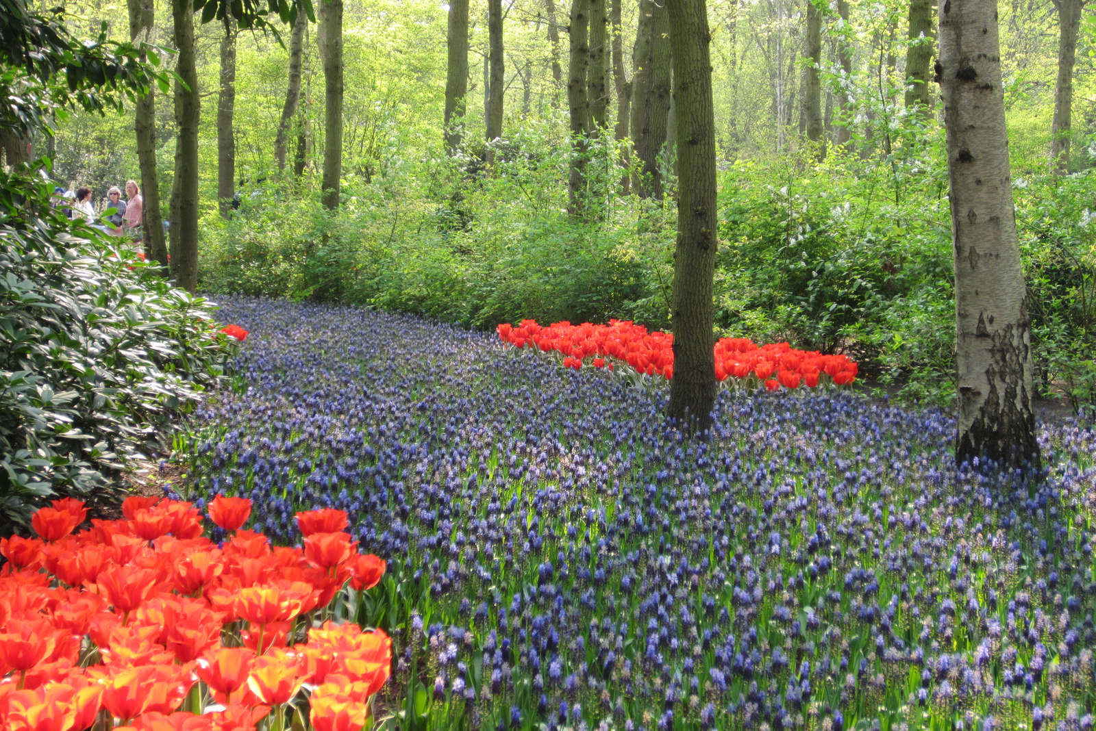 Keukenhof - tulipán virágzás volt