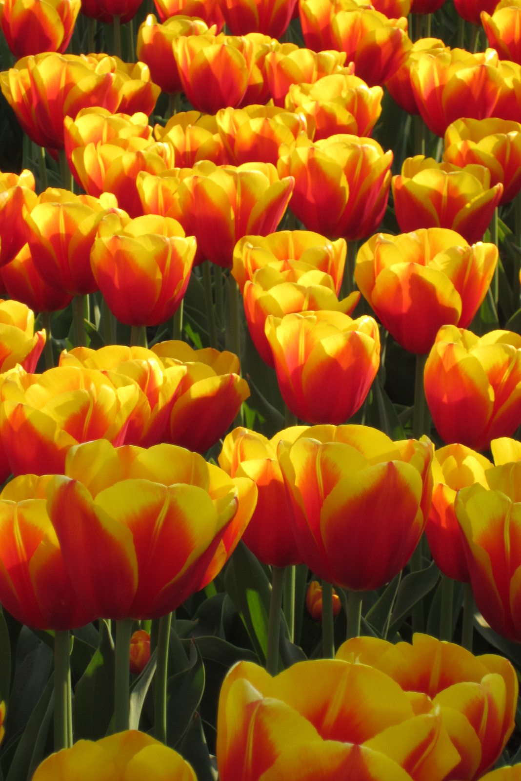 Mai utolsó tulipános képünk, köszönjük szíves türelmüket :)