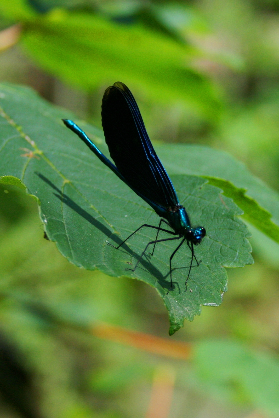 Dragonfly