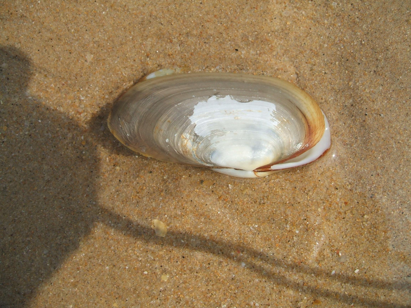 Costa do Caparica