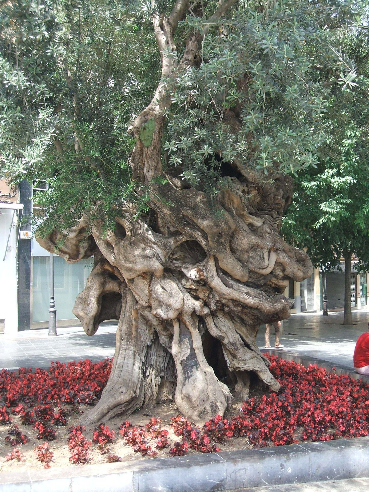 Palma de Mallorca