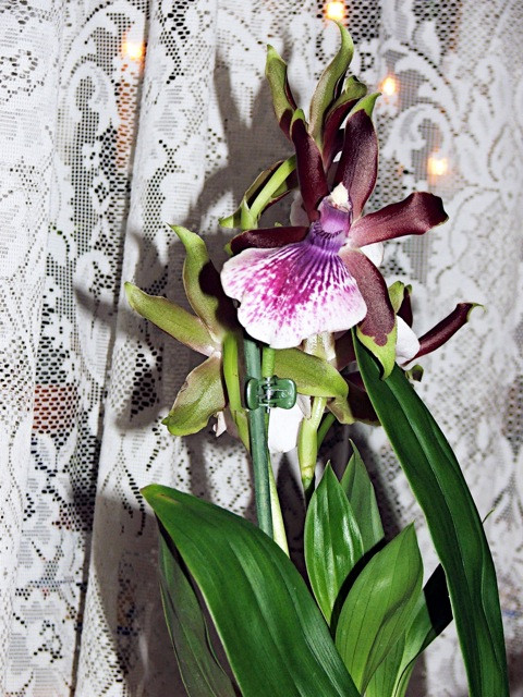 Orchidea Zygopetalum