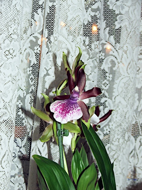 Orchidea Zygopetalum