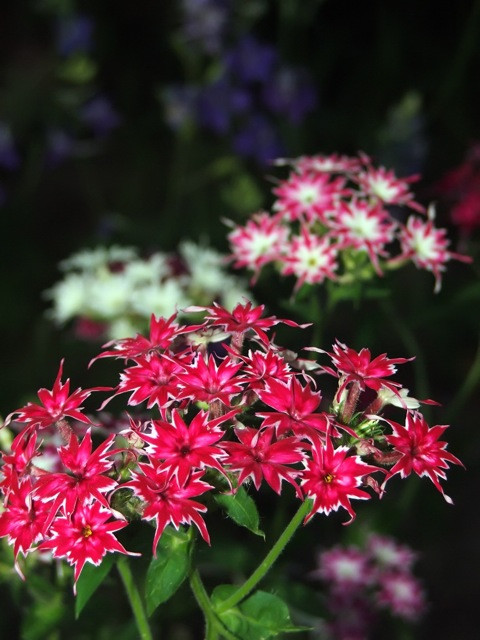 Lángvirág/PHLOX drummondii Twinkle Mixed