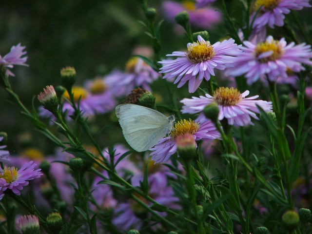 Aster/Őszirózsa