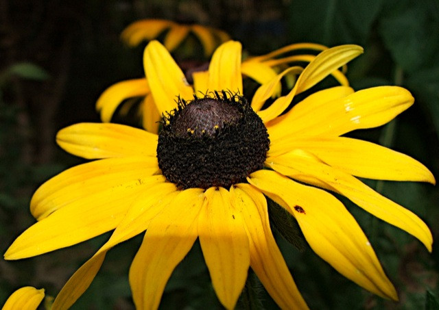 Rudbeckia fulgida/Pompás kúpvirág