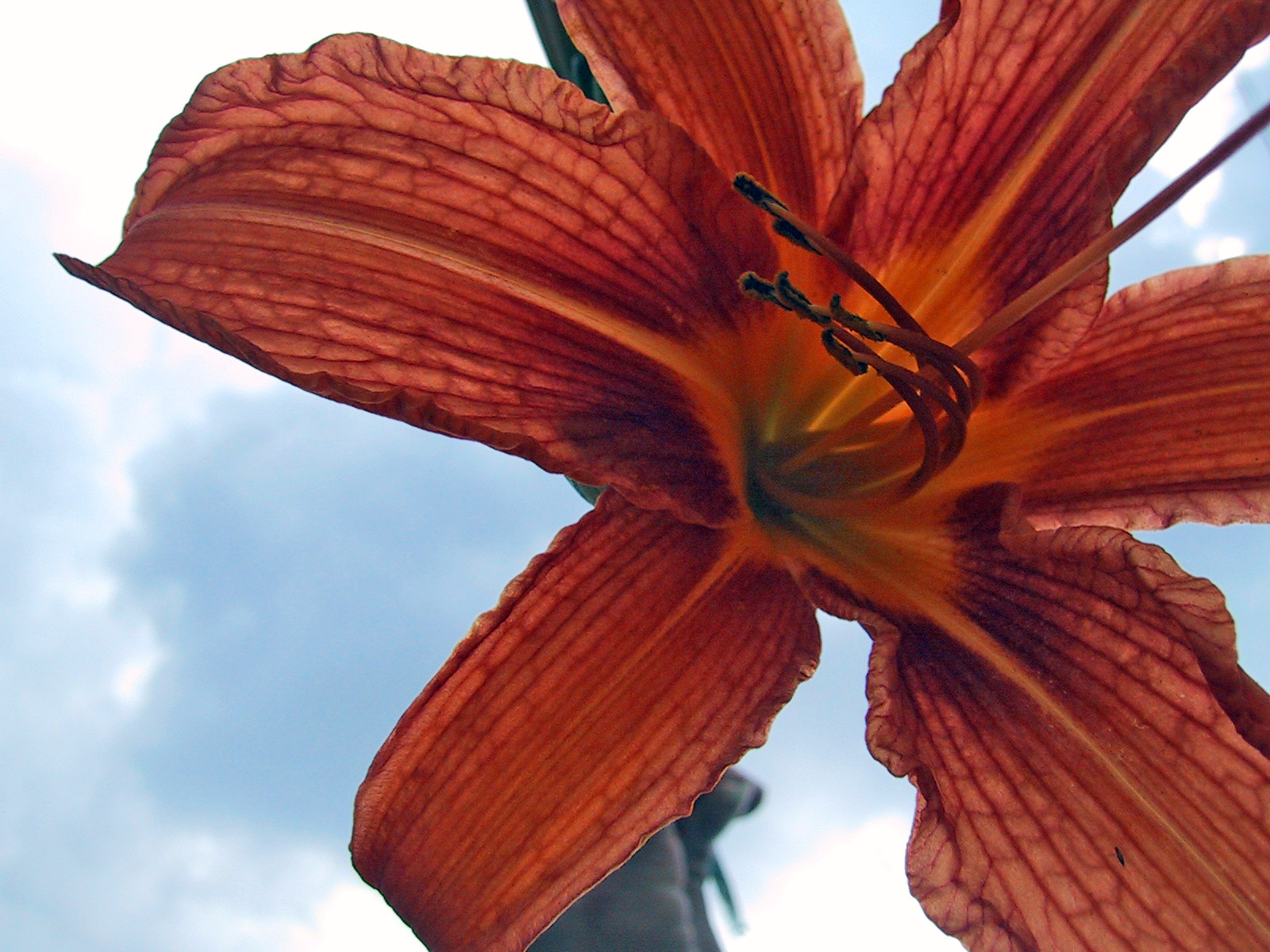 Hemerocallis/Sásliliom