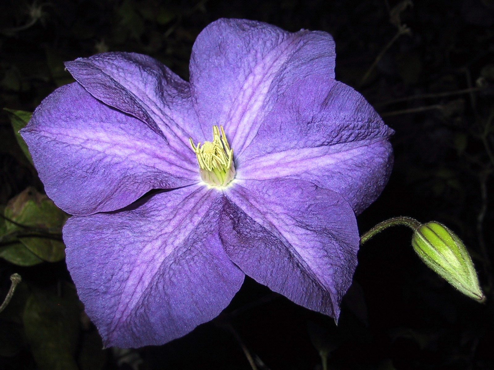 Clematis Montana/Klematisz