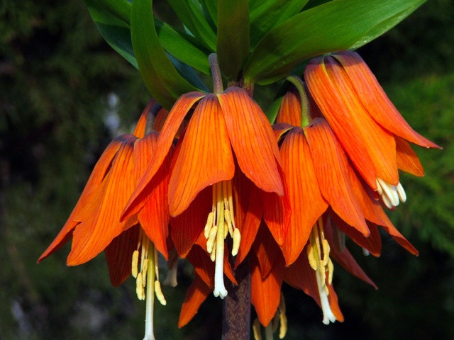 Fritillaria imperialis / Császárkorona