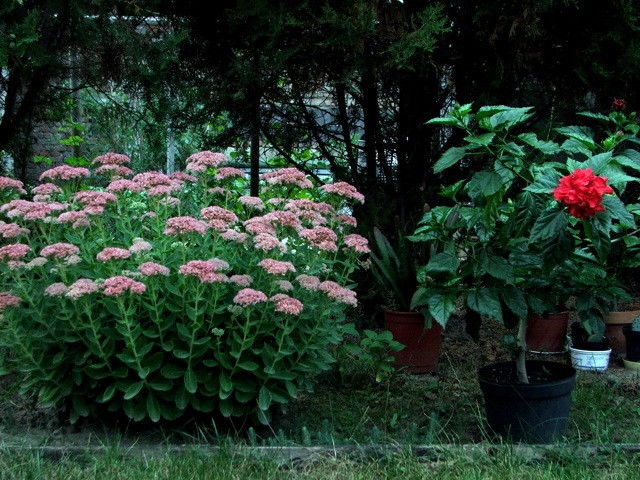 Varjúháj (Sedum) és Hibiszkusz