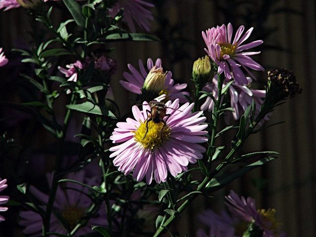 Aster