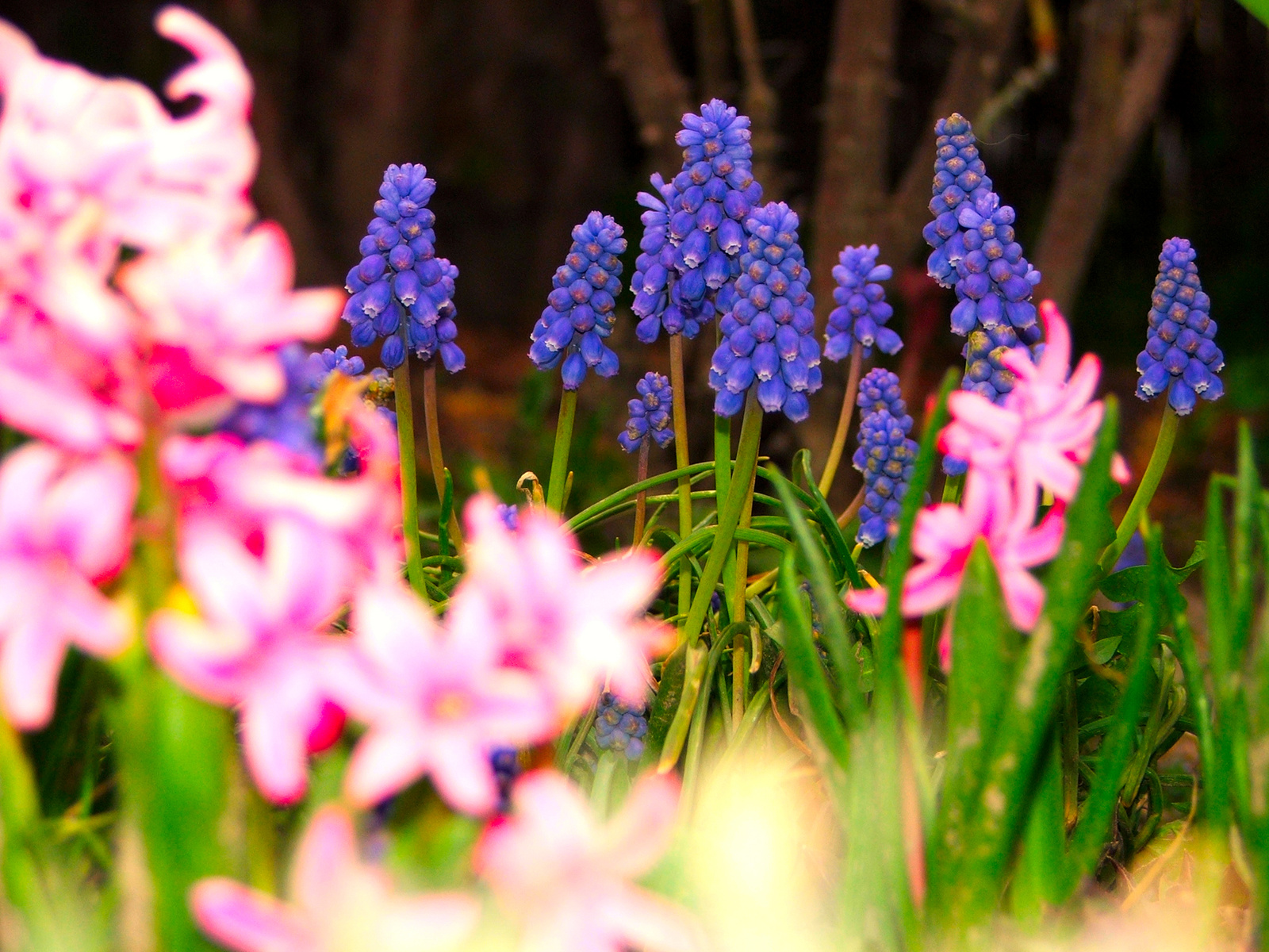 Muscari armaniecum-Örmény gyöngyike