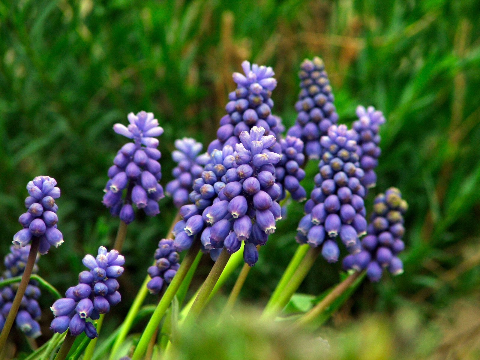 Muscari armaniecum-Örmény gyöngyike