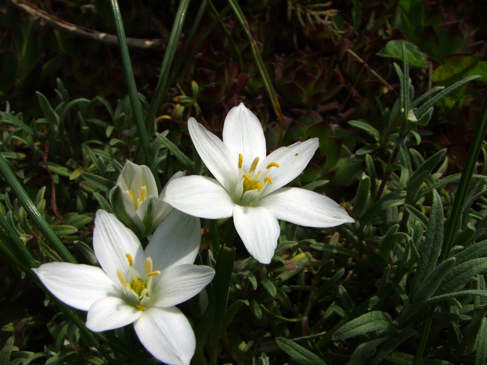 Ornitogallum umbellatum/Ernyős madártej