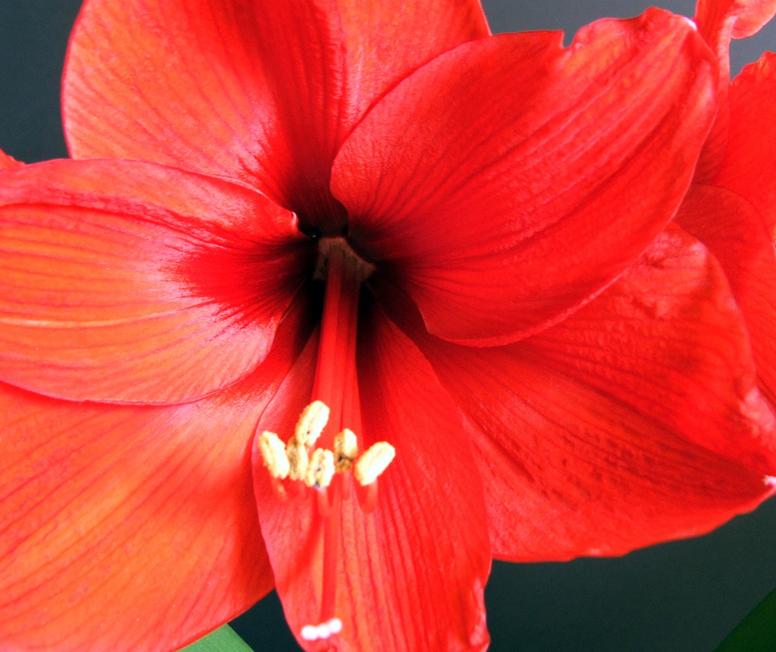 Amaryllis