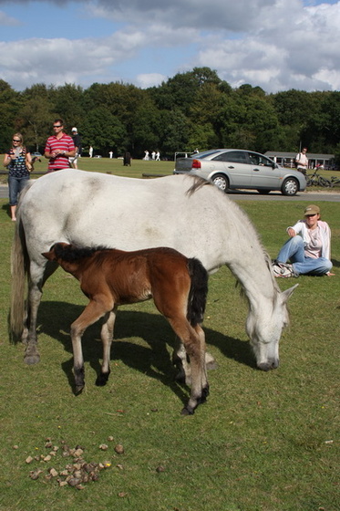 new forest picnic-78