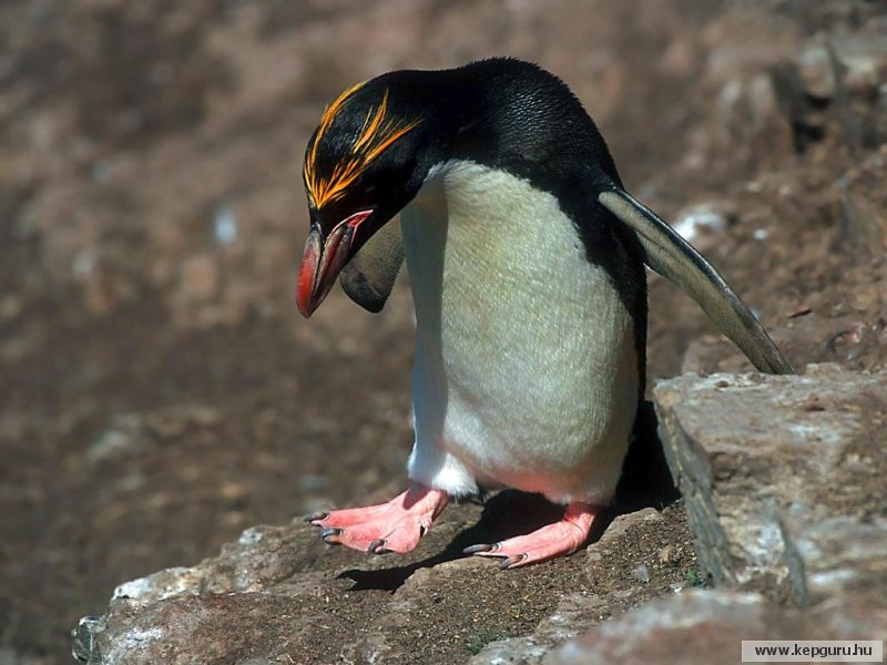 pingvin-014