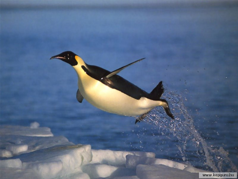 pingvin-033