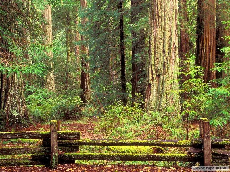 Redwood Nemzeti Park-Kalifornia-USA (Medium)