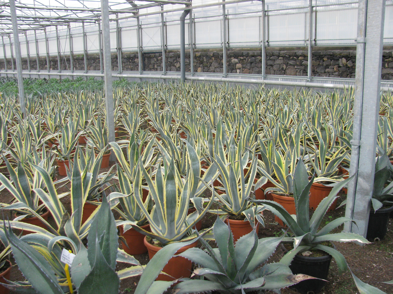 AGAVE AMERICANA MARGINATA C30L