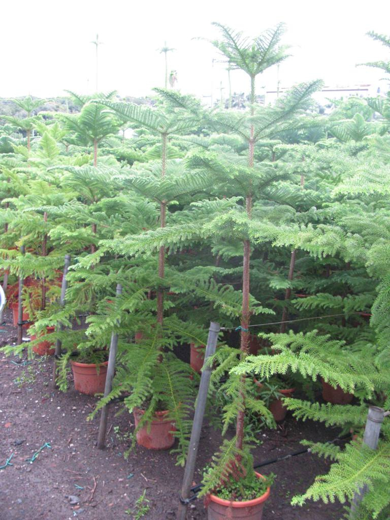 ARAUCARIA HETEROPHYLLA EXCELSA 125+ C9L