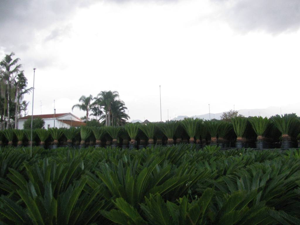 CYCAS REVOLUTA C25L