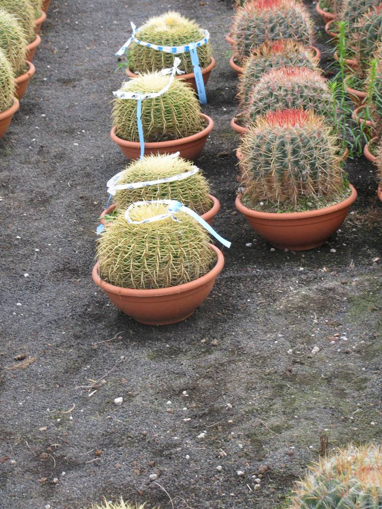 ECHINOCACTUS GRUSONII C18L