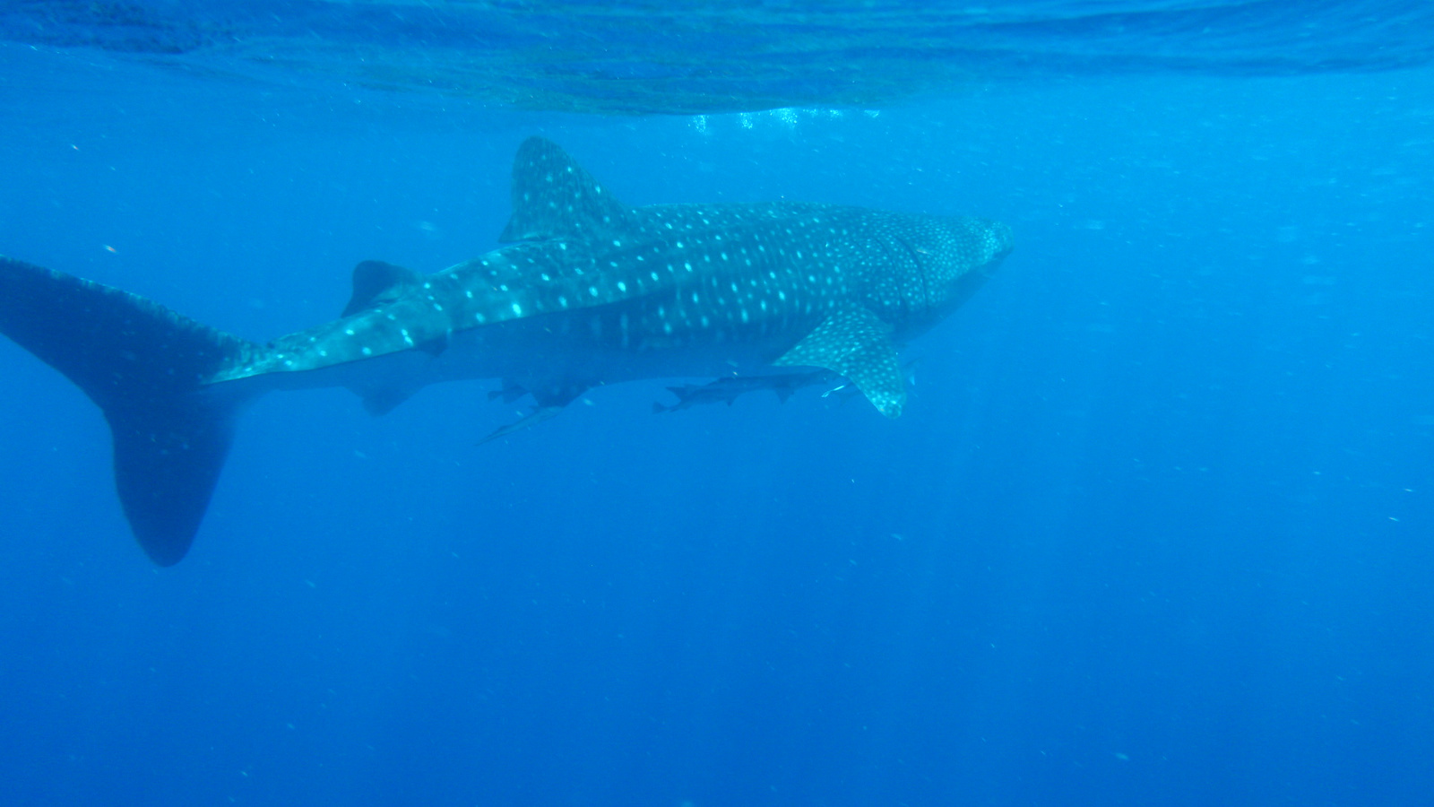 26.march.2010-whaleshark tour-Exmouth (58)