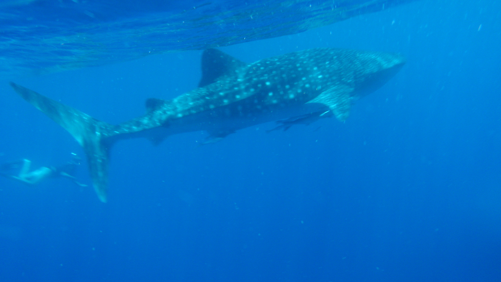 26.march.2010-whaleshark tour-Exmouth (60)