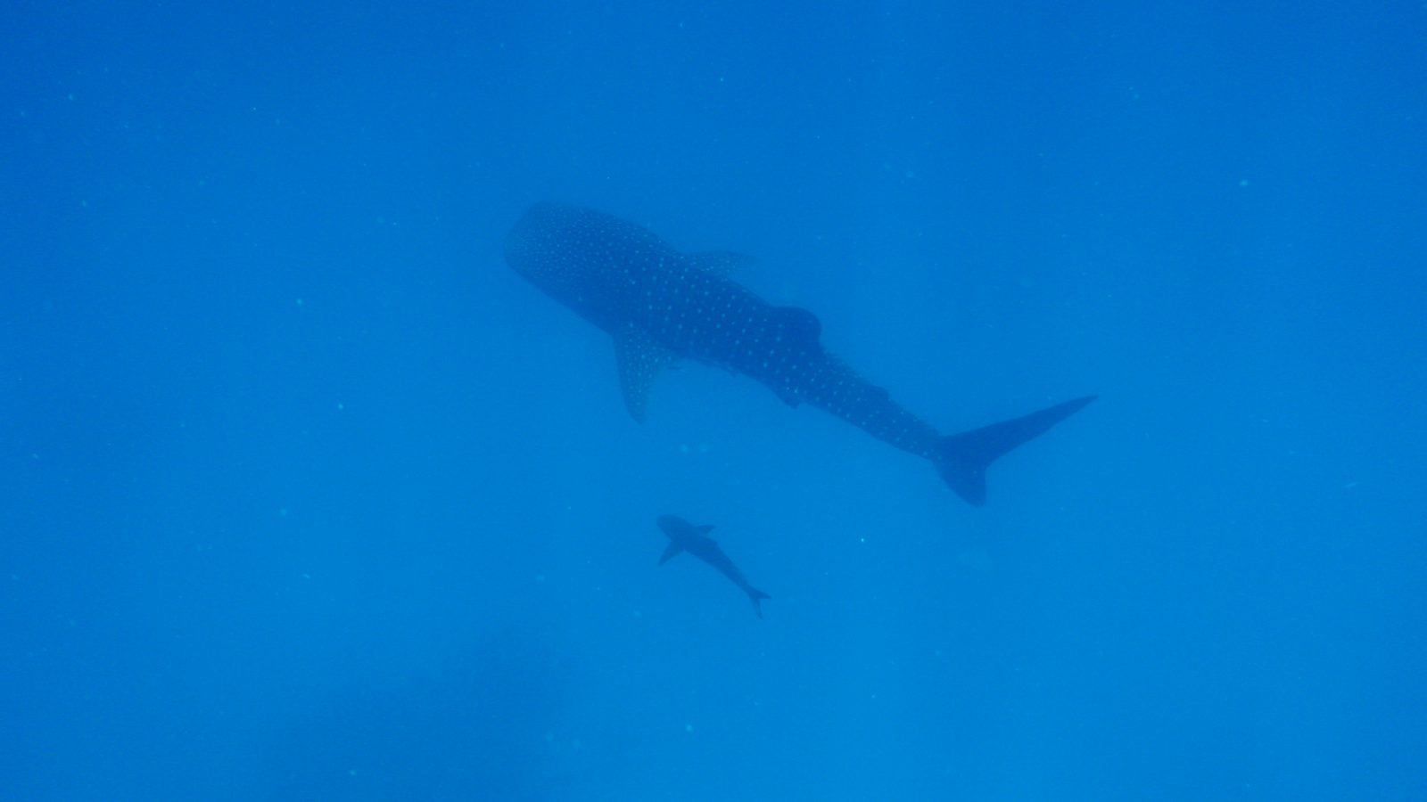 26.march.2010-whaleshark tour-Exmouth (86)