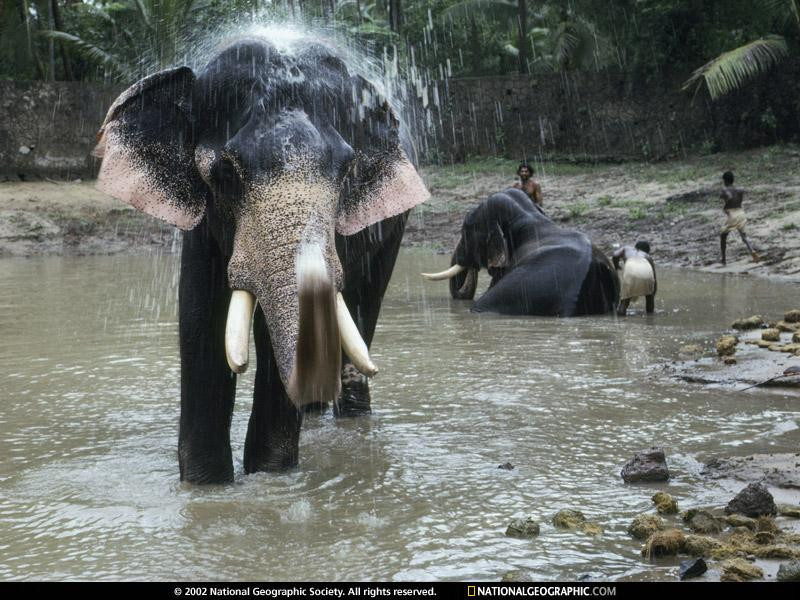 bathing-elephant-467906-sw (Medium)