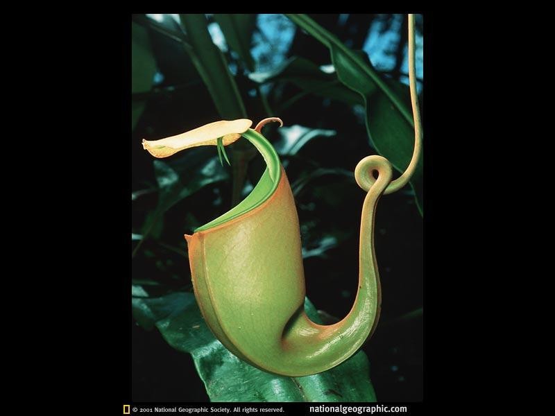 borneo-pitcher-plant-515367-sw (Medium)