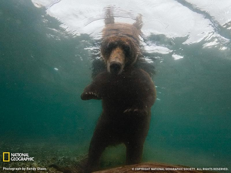 brown-bear-underwater-1248221-090909-sw (Medium)