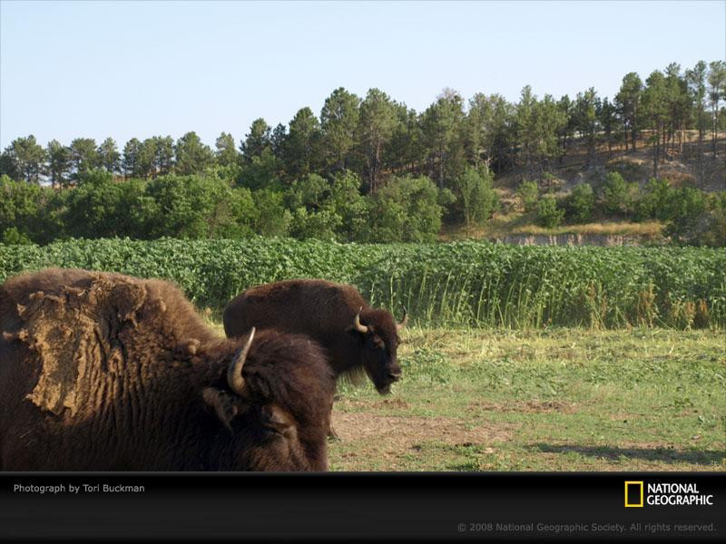 buffalo-field-048pc08prd1tbu076-sw (Medium)