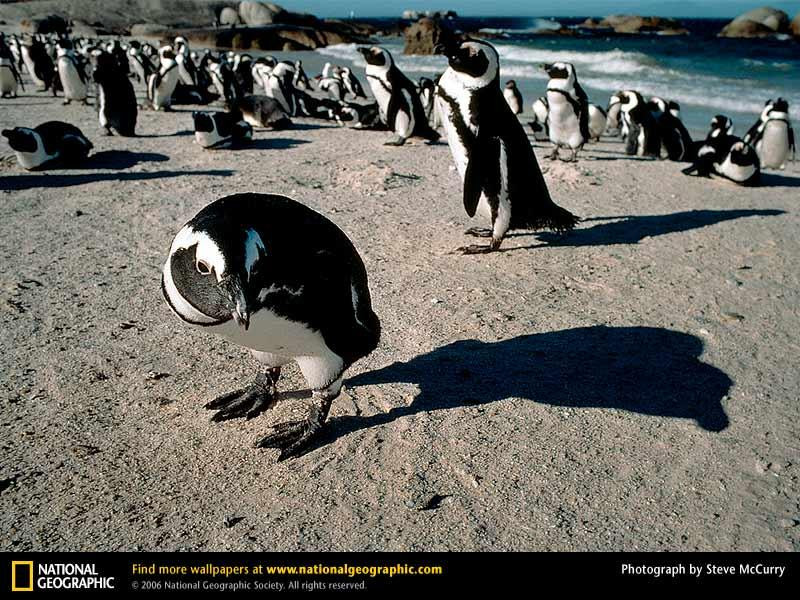 cape-penguins-90744-sw (Medium)