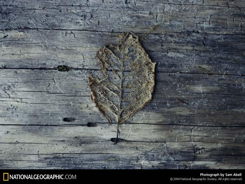 decomposing-leaf-670262-sw (Medium)