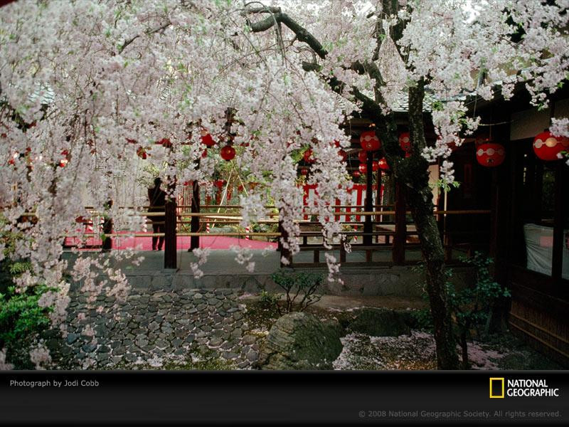 geisha-garden-cherry-blossoms-1026363-sw (Medium)