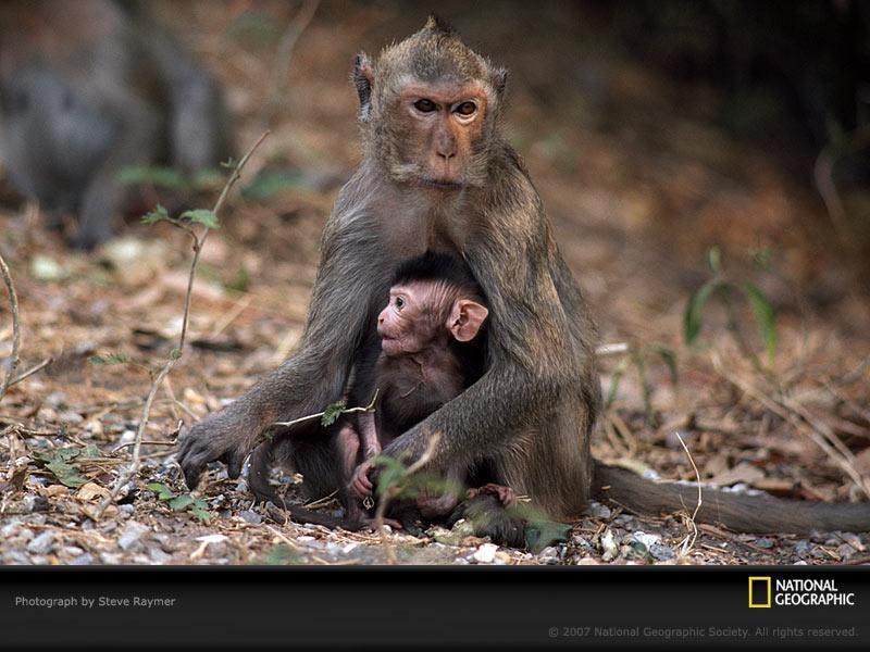 macaque-mom-282852-sw (Medium)