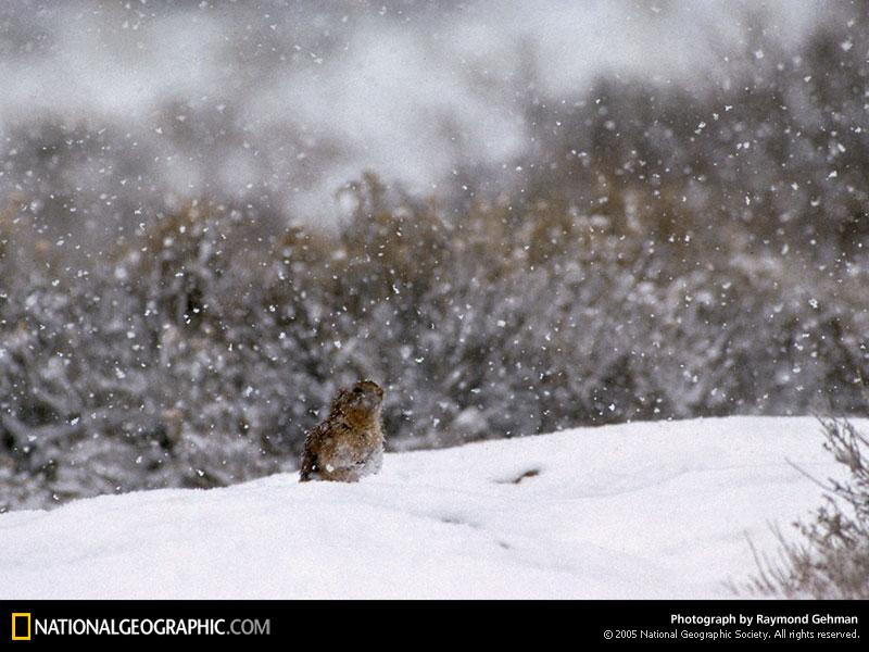 prairie-dog-presence-517664-sw (Medium)