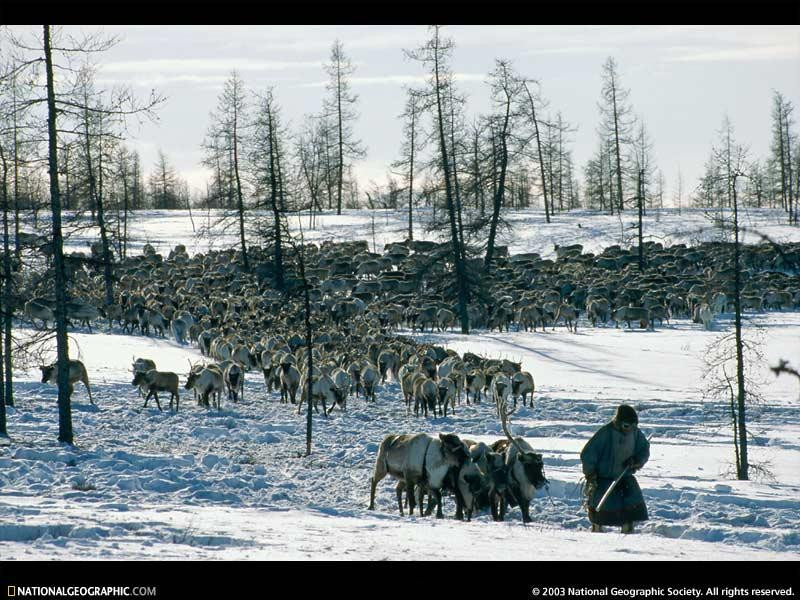 reindeer-herder-517091-sw (Medium)