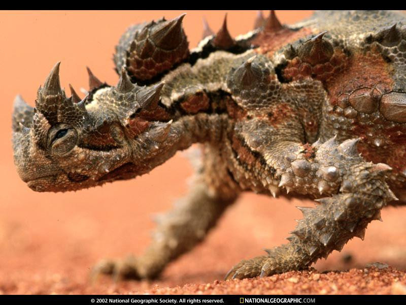 thorny-devil-525047-sw (Medium)