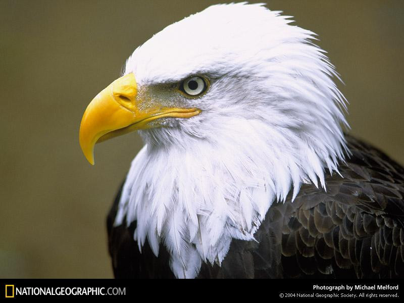 tongass-bald-eagle-92715-sw (Medium)