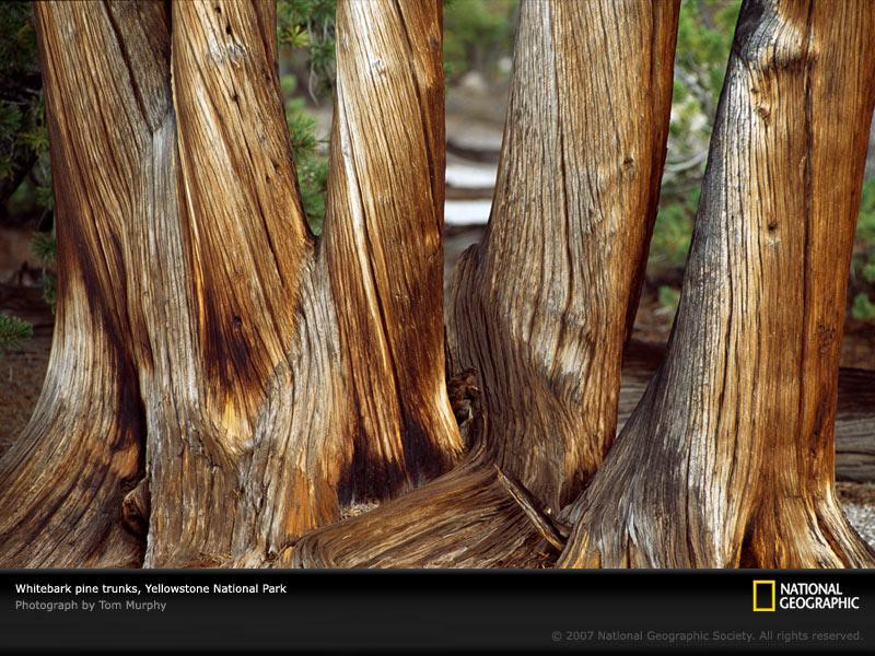 whitebark-pine-trunks-702938-sw (Medium)