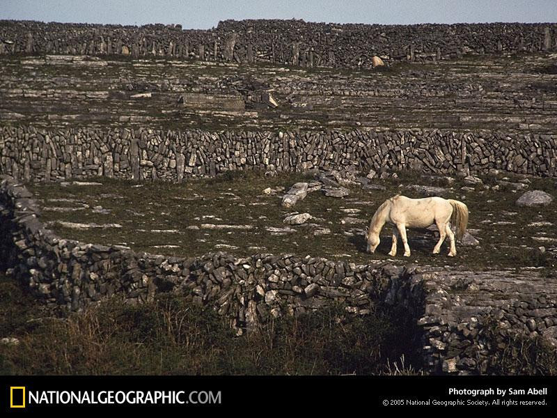 white-horse-489726-sw (Medium)